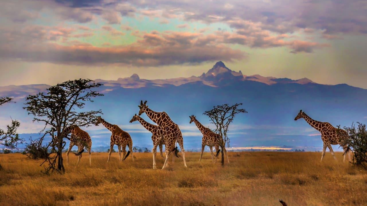 In Kenya's Maasai Mara, Locals And Wildlife Thrive Together Through Community Conservation In Kenya's Maasai Mara, Locals And Wildlife Thrive Together Through Community Conservation