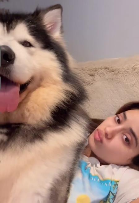 Janhvi Kapoor Plays With Her Pet Husky, Shares A Cute And Funny Video Janhvi Kapoor Plays With Her Pet Husky, Shares A Cute And Funny Video