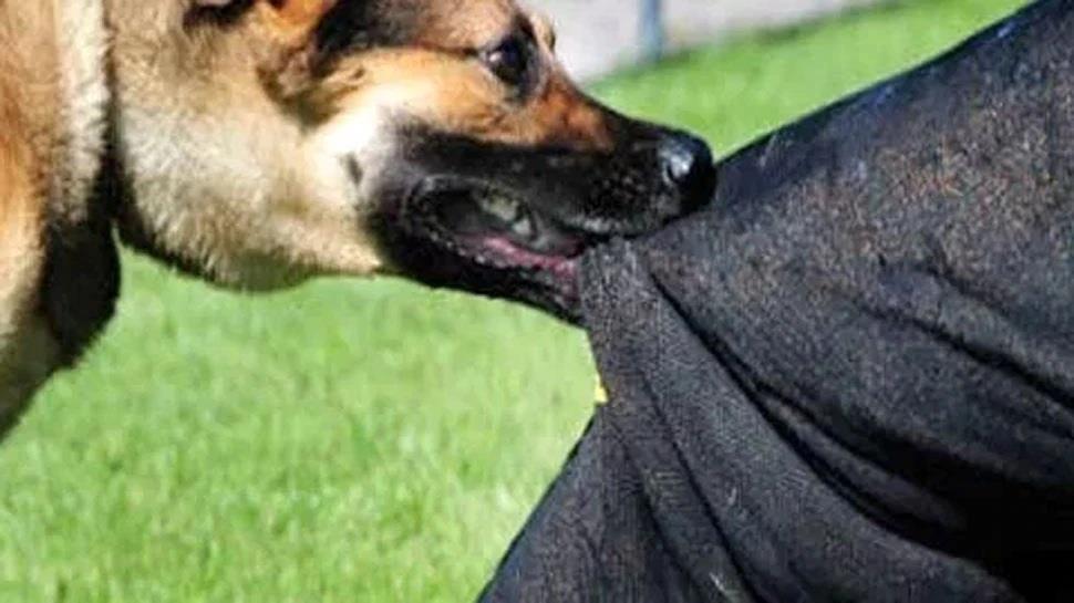 J & K Recorded Over 2 Lakh Dog Bite Cases In Past Three Years: Govt J & K Recorded Over 2 Lakh Dog Bite Cases In Past Three Years: Govt