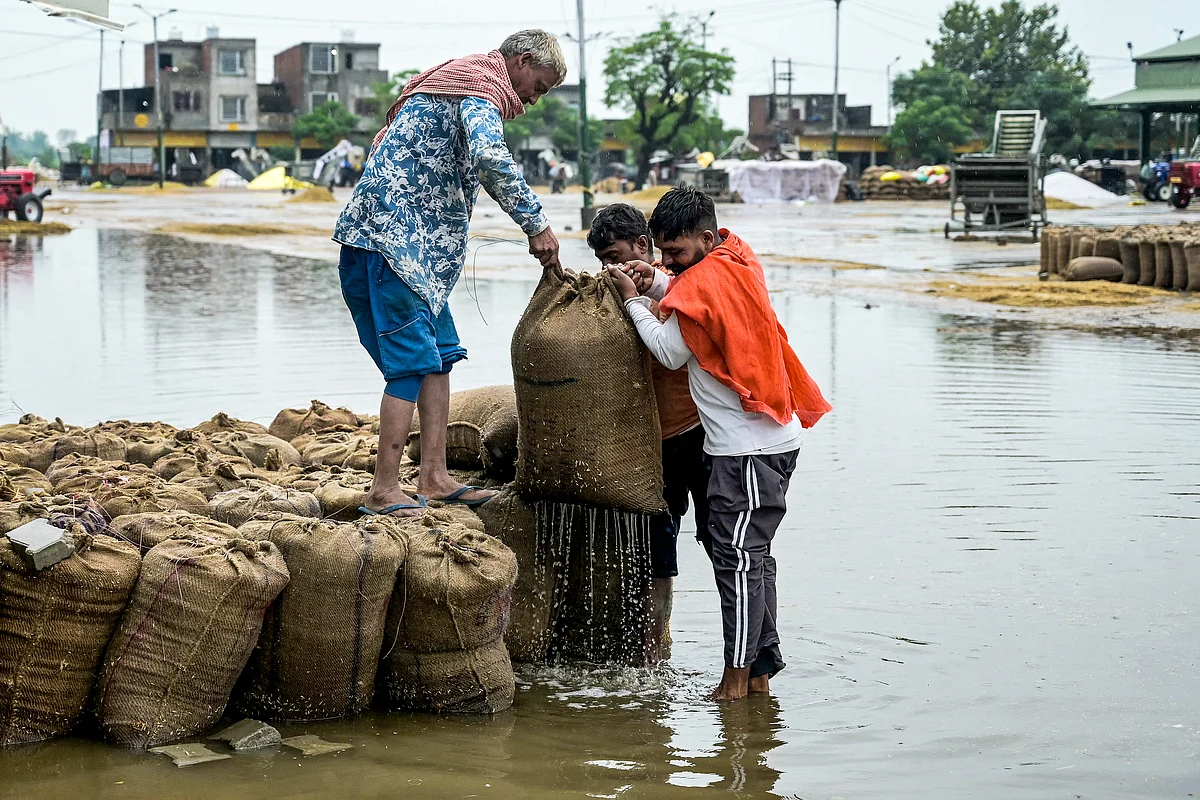 Monsoon Promise Turns Sour For India's Crops Ruined By Late Downpours  Monsoon Promise Turns Sour For India's Crops Ruined By Late Downpours