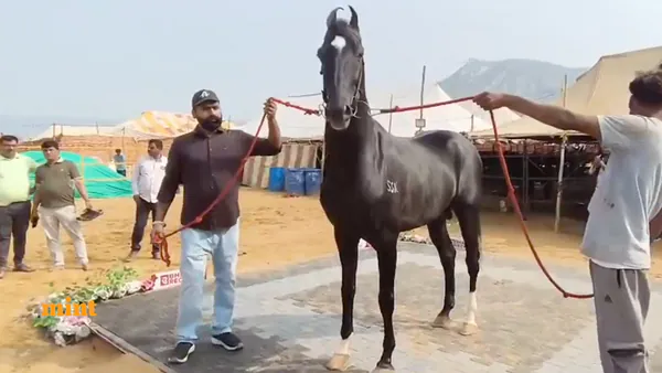 Horse Worth  ₹15 Crore: Shahbaz, Marwari Stallion At Pushkar Cattle Fair, Stuns Visitors Horse Worth  ₹15 Crore: Shahbaz, Marwari Stallion At Pushkar Cattle Fair, Stuns Visitors