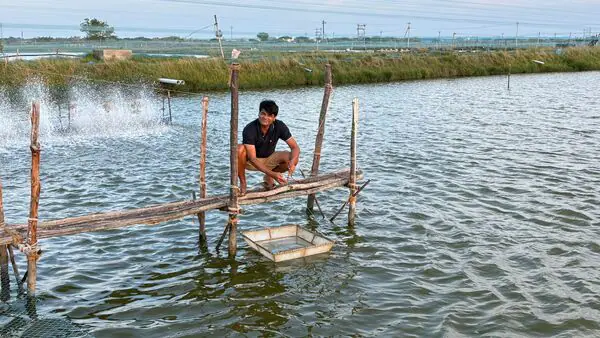 India's Shrimp Crisis: Can 'Atmanirbhar Prawns' Scale Trump's Tariff Wall? India's Shrimp Crisis: Can 'Atmanirbhar Prawns' Scale Trump's Tariff Wall?