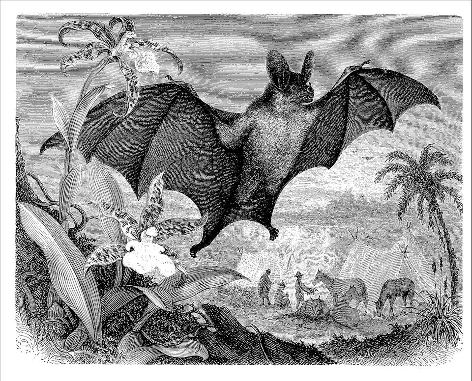 Let's Celebrate Nature's Spookiest And Freakiest Animals This Halloween Bildagentur-online/Getty