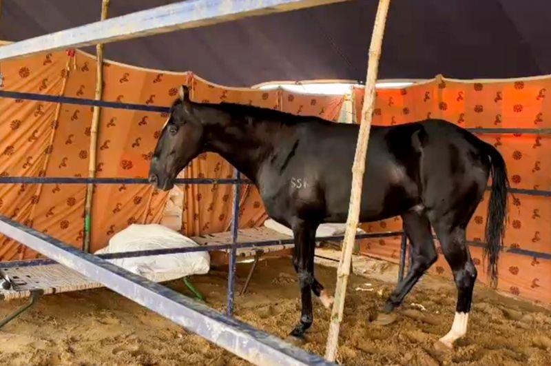 ₹15 Crore Horse, ₹23 Crore Buffalo Wow Pushkar Fair ₹15 Crore Horse, ₹23 Crore Buffalo Wow Pushkar Fair