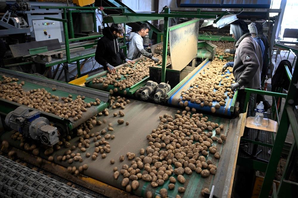 Record Potato Harvest Is No Boon In Fries-Mad Belgium Record Potato Harvest Is No Boon In Fries-Mad Belgium