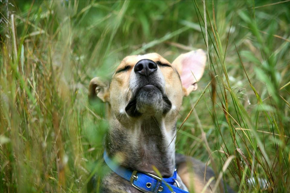 6 Ways To Give Your Dog A Richer Life, From 'Sniffaris' To Sensory Gardens Brenda Timmermans/Pexels