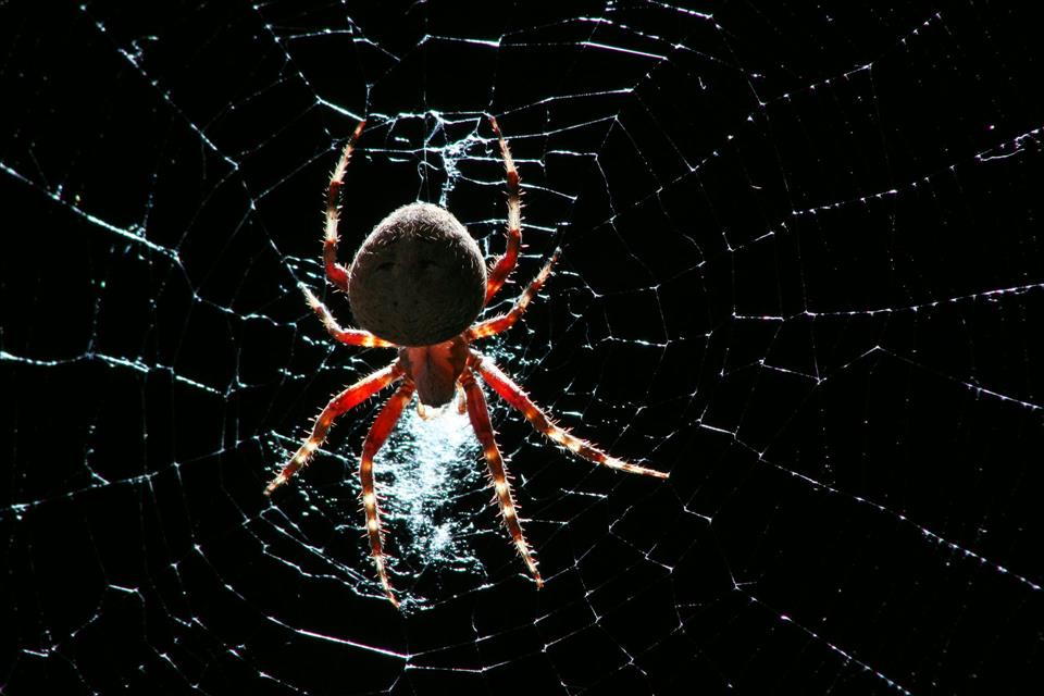 Spiders Inspired Biologists To Create Artificial Webs To Capture Airborne DNA For Biodiversity Monitoring Getty Images