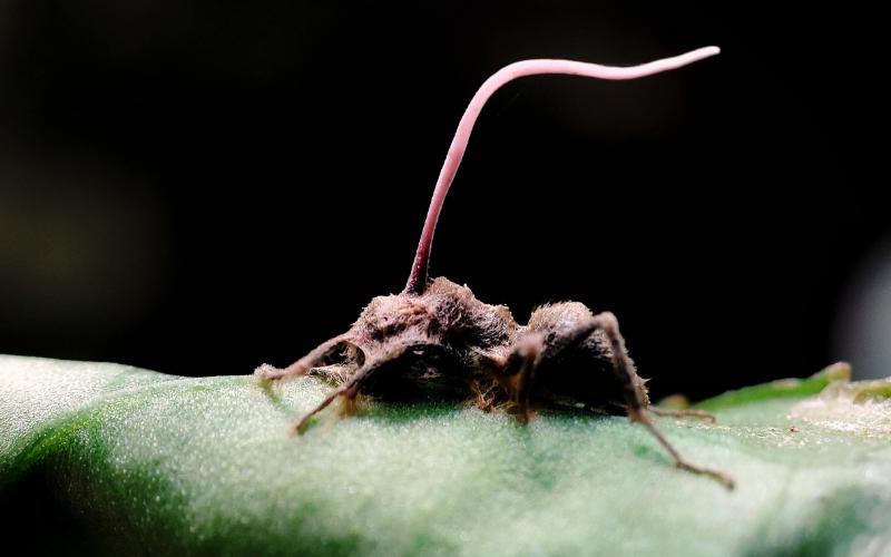 The Strange Lives Of Nature's Zombies The Strange Lives Of Nature's Zombies