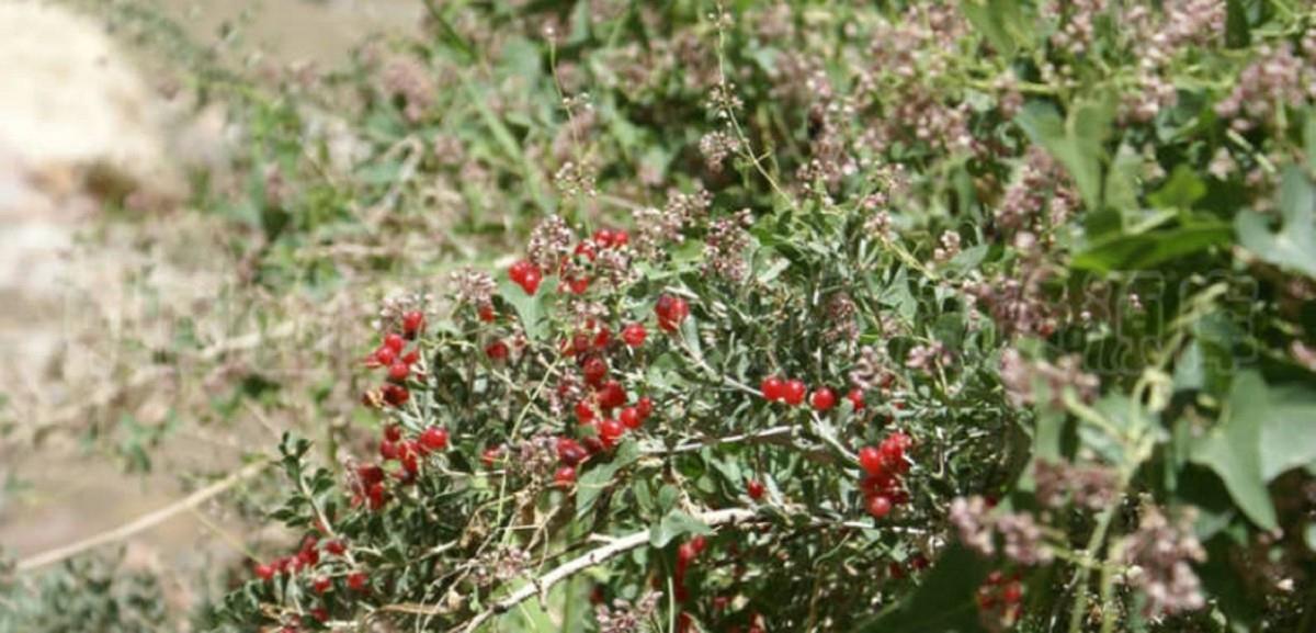 سر الصحراء... ثمرة نادرة توقف السكري وتحمي الكبد والبنكرياس سر الصحراء... ثمرة نادرة توقف السكري وتحمي الكبد والبنكرياس