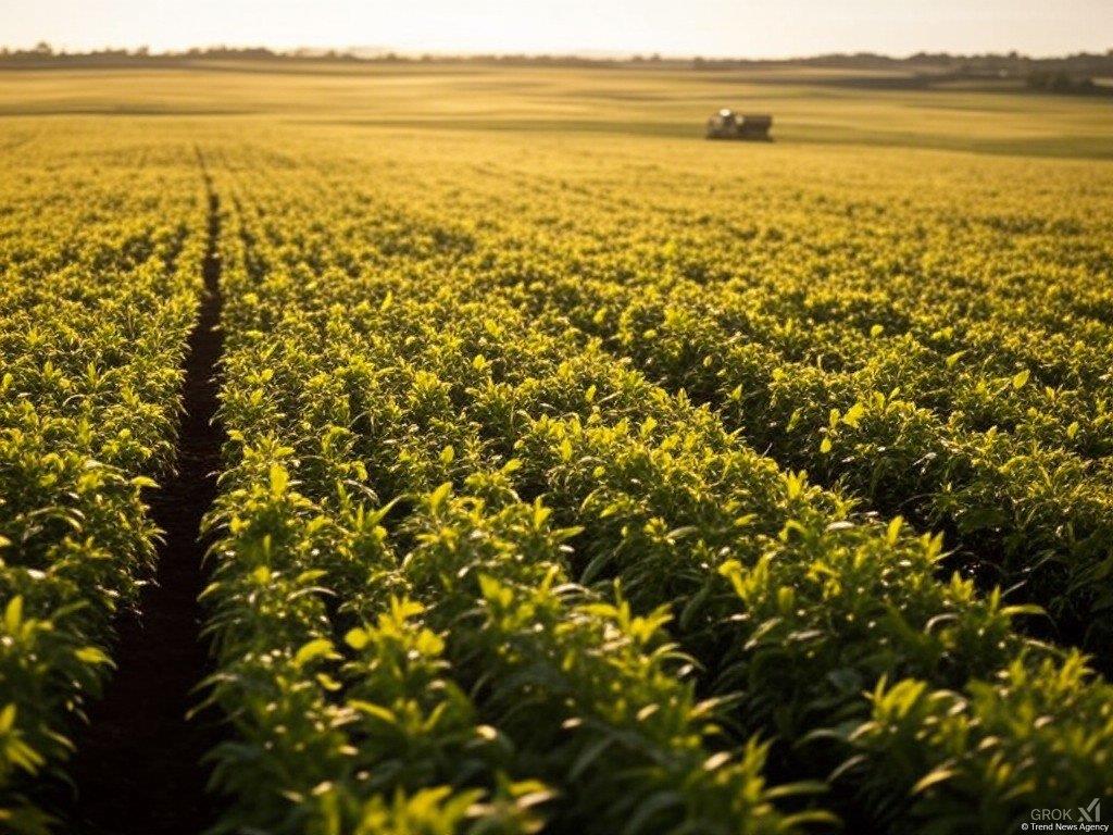 Turkmenistan's Agricultural Sector Outlines Growth, Exceeds Investment Targets Turkmenistan's Agricultural Sector Outlines Growth, Exceeds Investment Targets