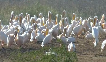 Khijadiya Bird Sanctuary Turns Into A Winter Paradise For Tourists