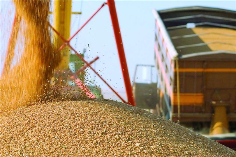 Kazakhstan, Uzbekistan To Hold Joint Meeting On Grain Export Logistics In December