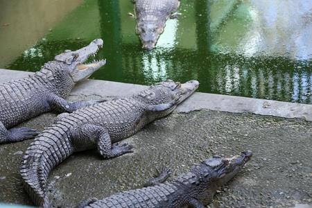Man Attacked By Crocodile In Australia