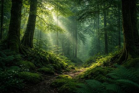 India's Expanding Forests And Biodiversity Tell A Lesser-Known Green Story