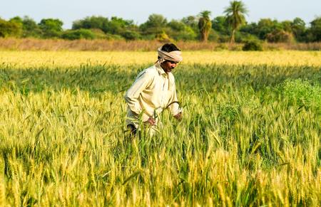 PM-KISAN Scheme Becomes Economic Lifeline For Small Farmers In MP