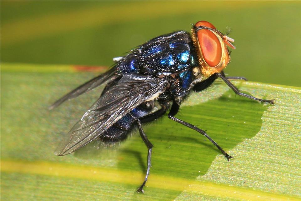 A Flesh-Eating Fly Is Advancing Towards The US Border  Can It Be Stopped?