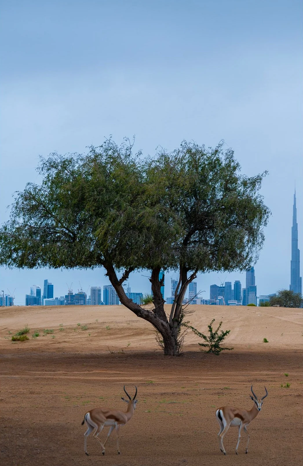 'Dubai Is Open': Tourism Chief Details Flights, Attractions And Visitor Safety