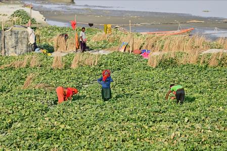 Gujarat: Zero-Budget Farming Helps Woman Farmer Earn Rs 50,000 ​