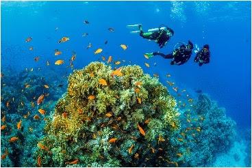 OCEAN DISCOVERY WEEK RETURNS TO THE NAUTILUS MALDIVES WITH AWARD-WINNING UNDERWATER PHOTOGRAPHER TOBIAS FRIEDRICH AND FAMILY