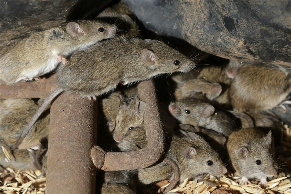 Australian Farmers Are Battling Another Potential Mouse Plague  What Is Causing It?