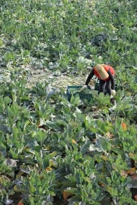 S. Korea Vows Efforts To Secure Stable Supplies Of Agricultural Inputs Amid Mideast Crisis