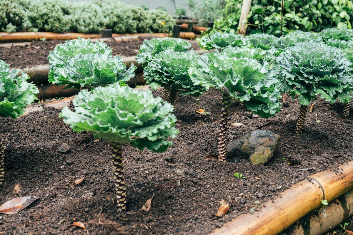 5 Easy Crops For First-Time Gardeners