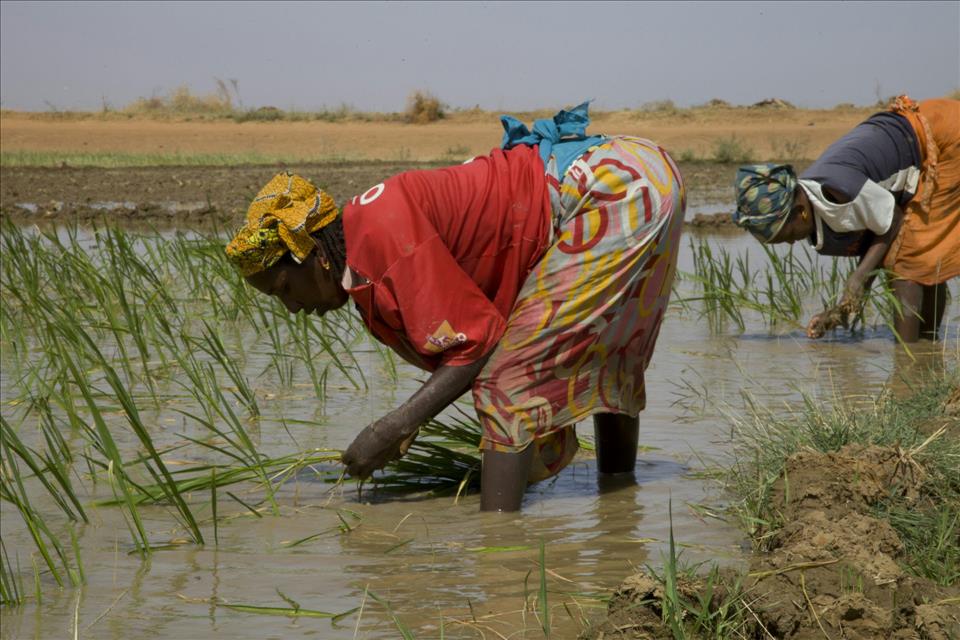 Agriculture In Africa: Science And Research Can't Make An Impact Without Investment And Good Policies