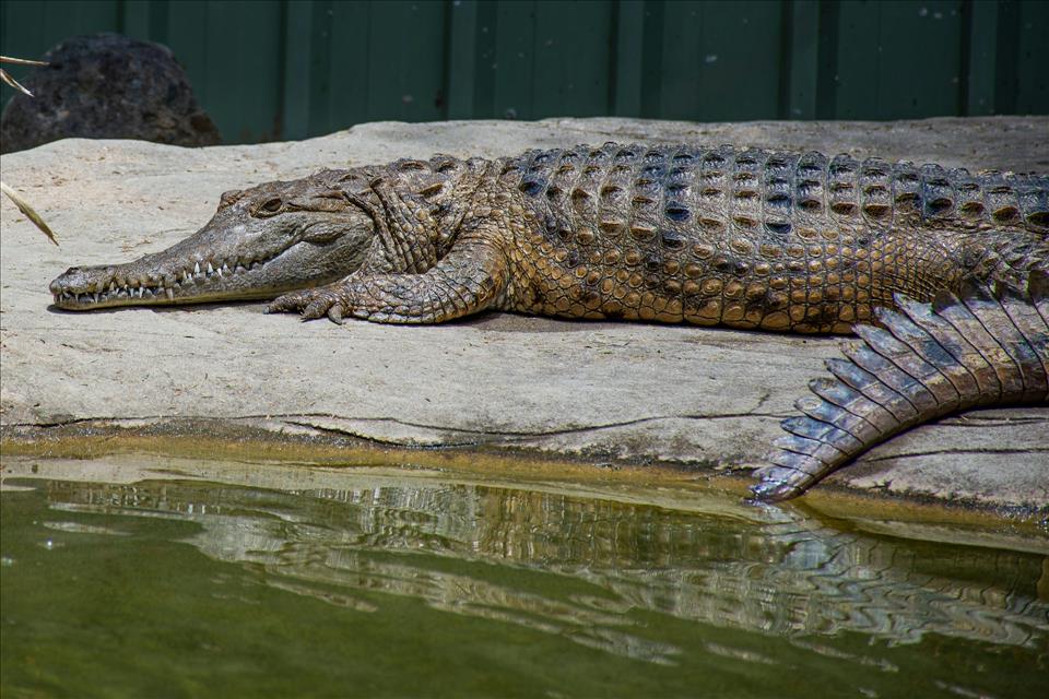 129,000 Years Of Crocodiles: What We Know About Australasia's Ancient Apex Predators