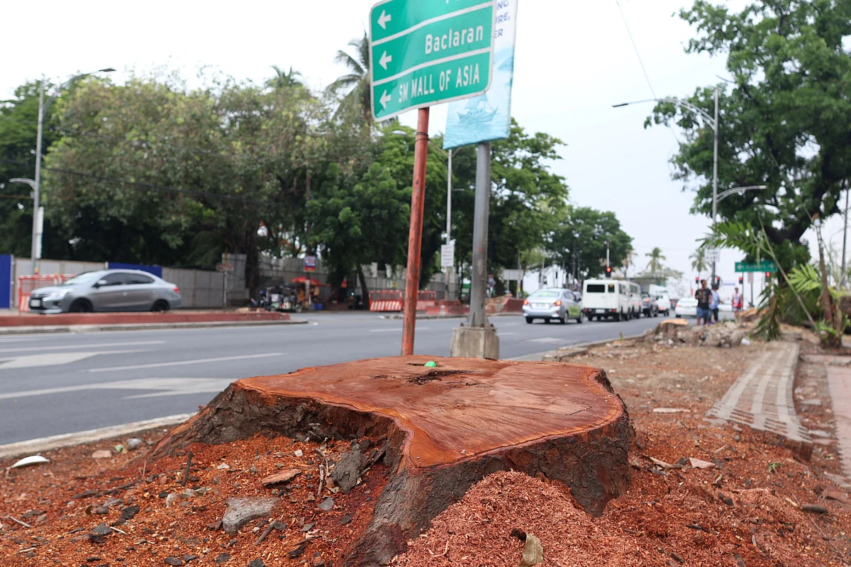 Philippine Activists Force Halt To Manila Tree-Cutting For Superhighway Amid Summer Heatwave