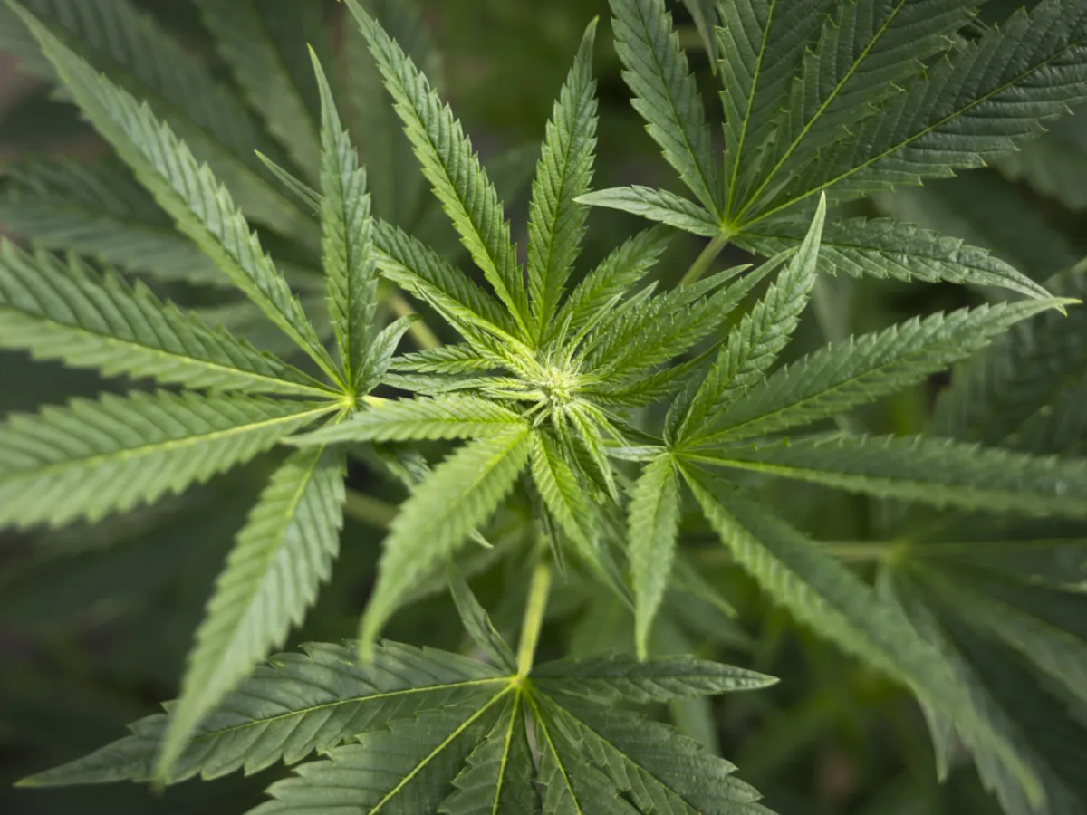 Cannabis 'Increases Testosterone In Young Men': Swiss Study