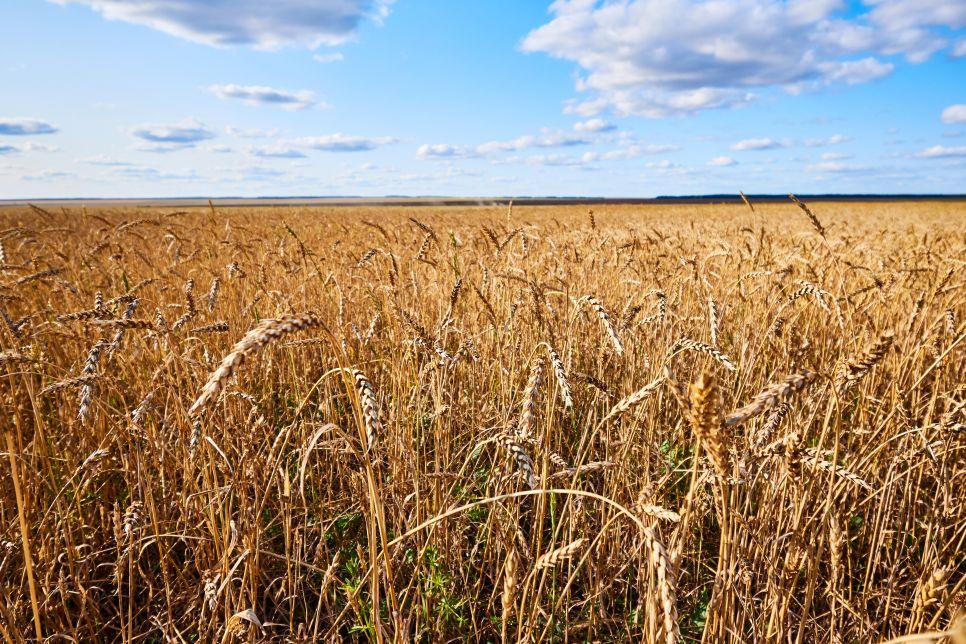 Azerbaijan To Transit Another Batch Of Russian Wheat And Fertilizers To Armenia