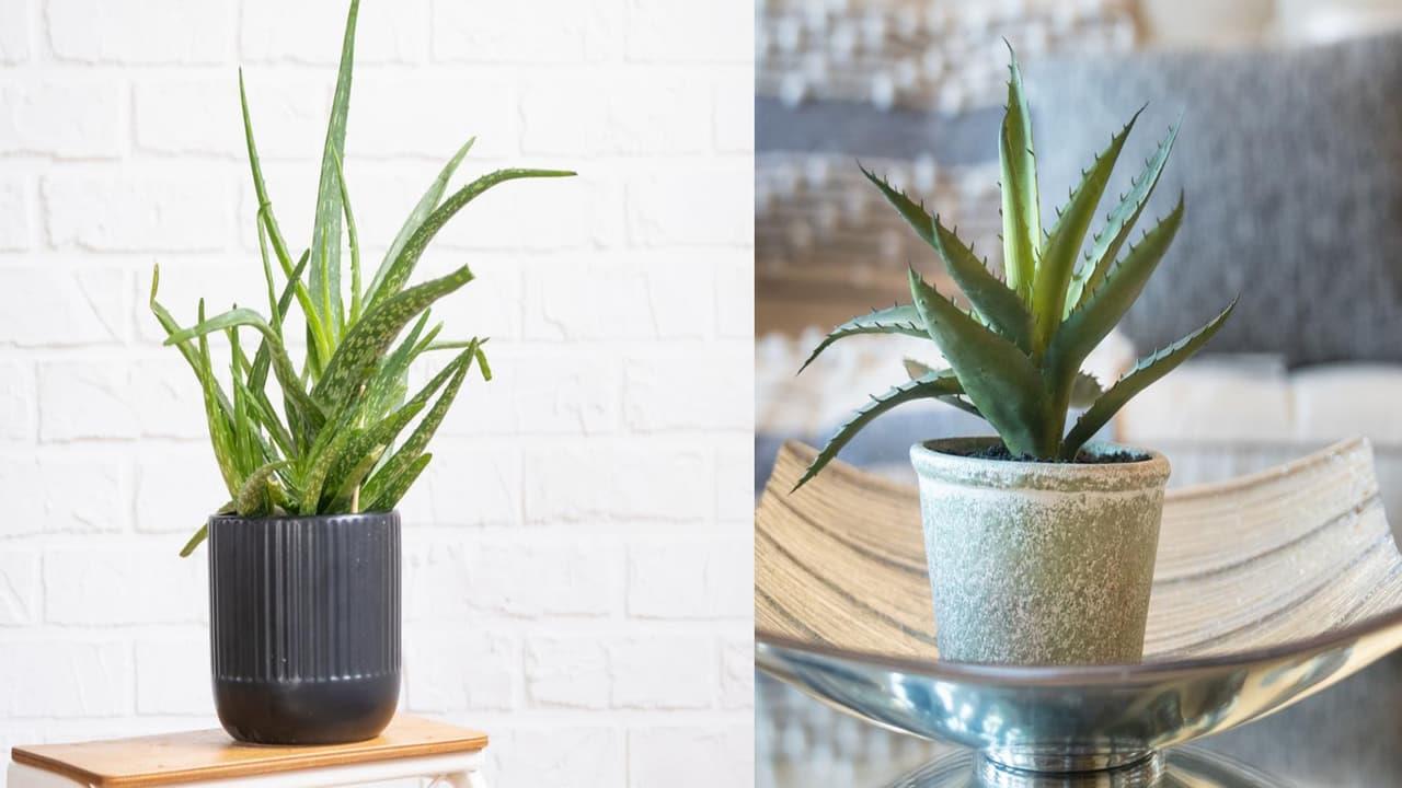 Balcony Gardening Tips: How To Grow Aloe Vera At Home In 6 Easy Steps
