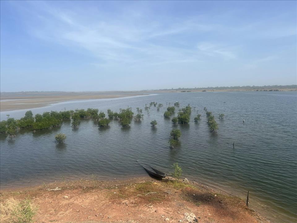 How Did A Major Mangrove Restoration Project In Senegal End Up Selling 'Ghost Carbon'?