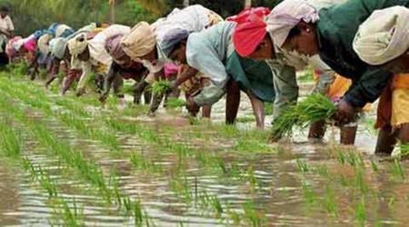 TN Farmers In Distress As Power Shortage Threatens Summer Paddy Crop In Thanjavur