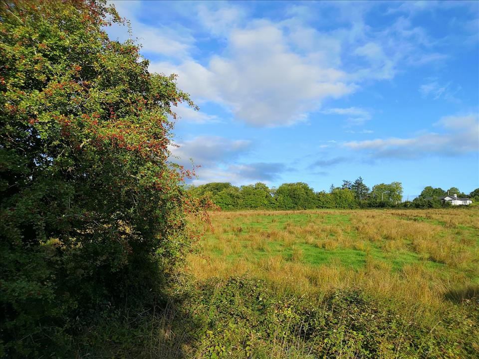 Farmers Are Key To Restoring Native Woodlands  Here's What's Holding Them Back