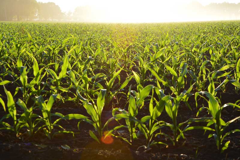 العوران: نسبة مساهمة المجال الزراعي في الناتج الداخلي الإجمالي يبلغ 30 بالمئة