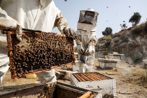 Managing head of Iran National Union of Beekeepers complains around tax plans in sector