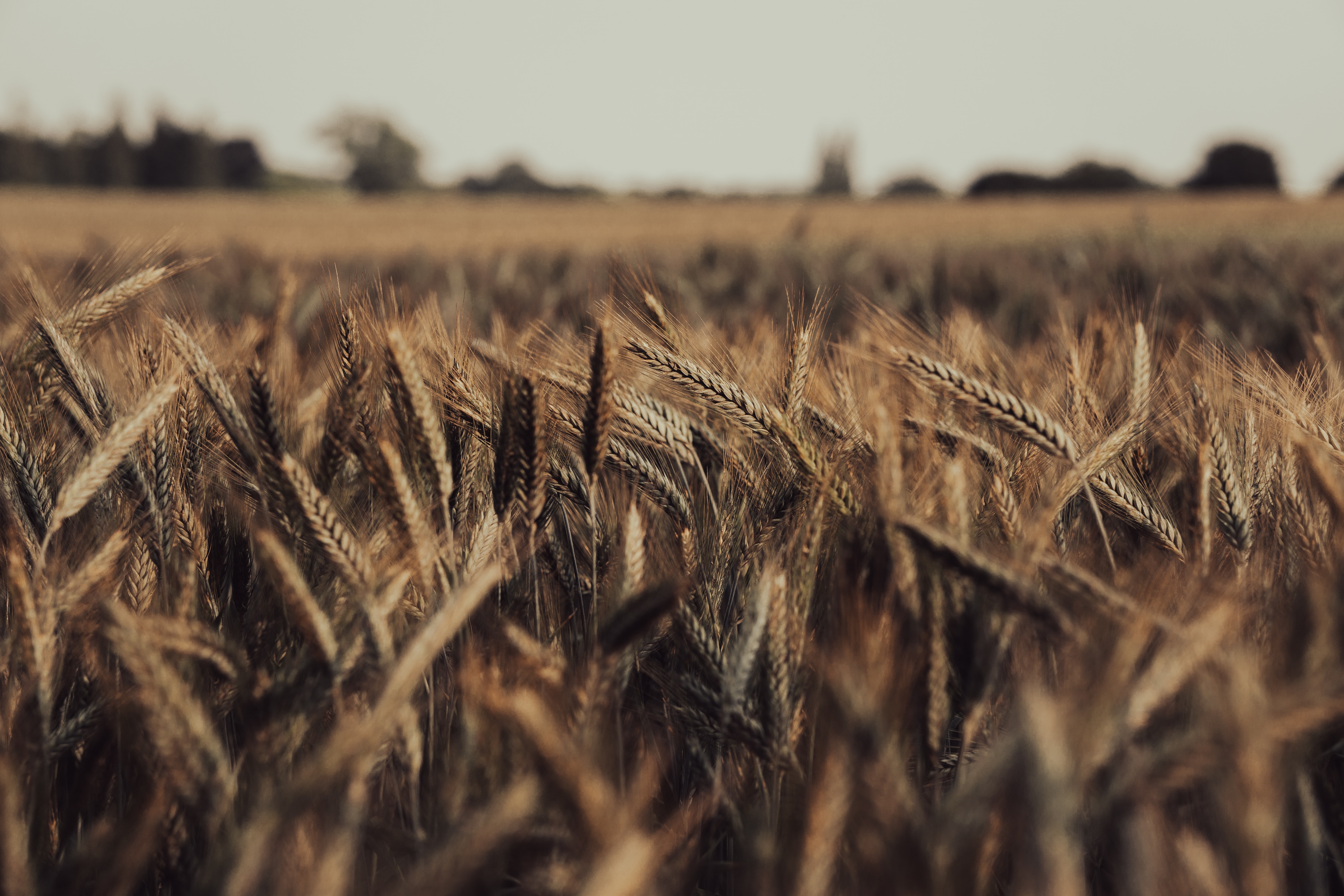 Global wheat prices preserve increases amid current geopolitical tensions, weather concerns