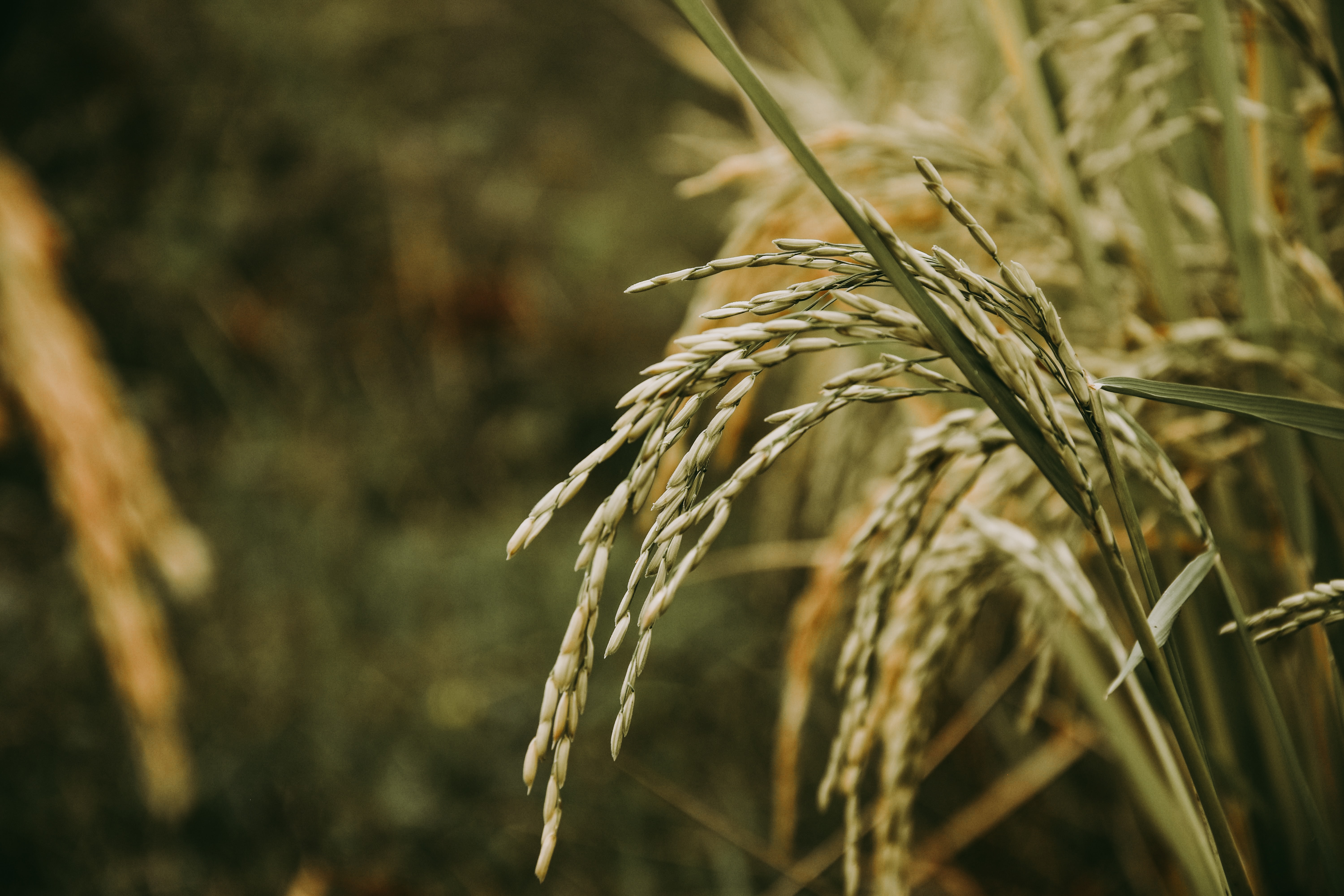 Calls for Russian wheat increase on Egyptian trade