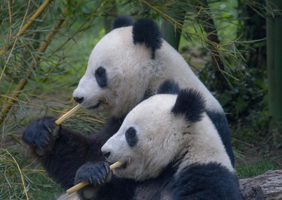 China Set to Send Two Giant Pandas to U.S. Zoo Atlanta